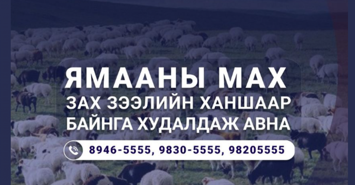 "Мах Импэкс" ХК ямааны мах тогтмол худалдаж авна · Dorgio.mn