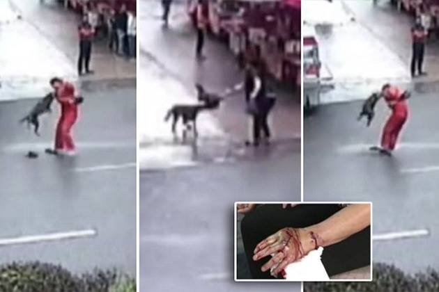 Хятадад галзуу нохой 20 гаруй хүнийг хазжээ