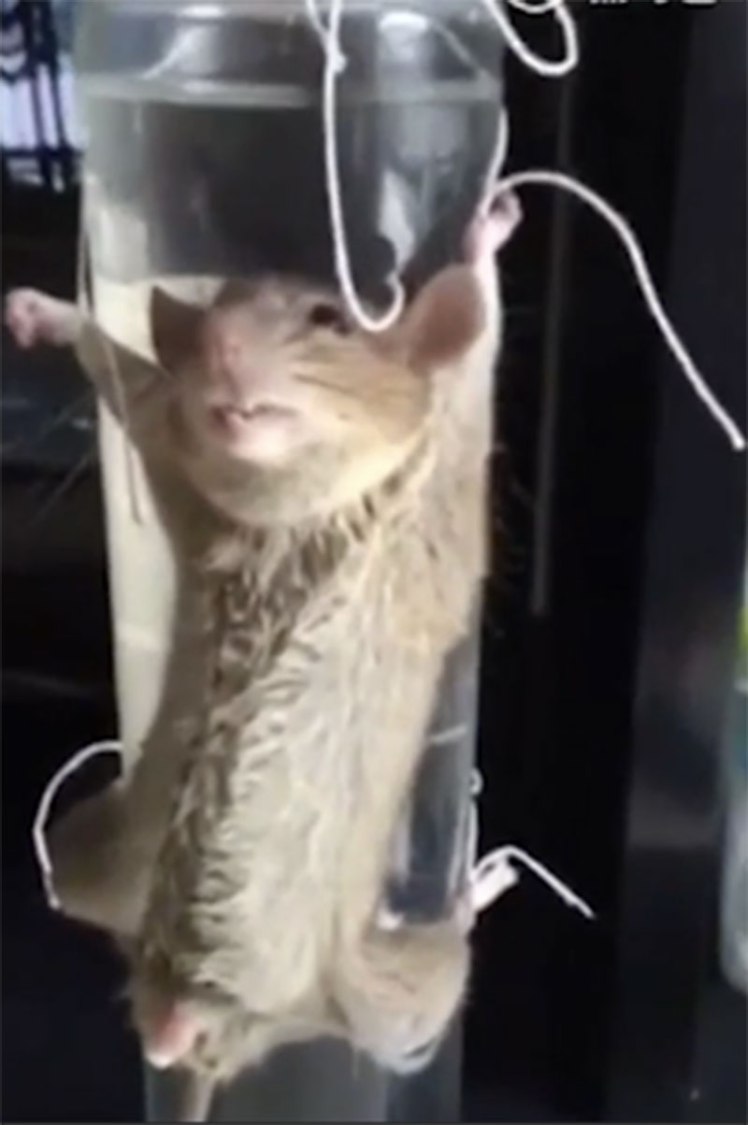 Хятад эр хулгана тамлаж буй бичлэг