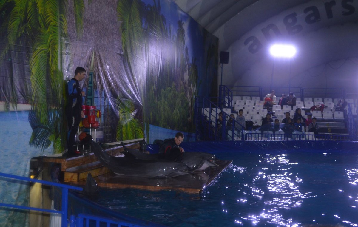 Москвагийн дуу алдуулам “Ухаантай” дельфин Монголд