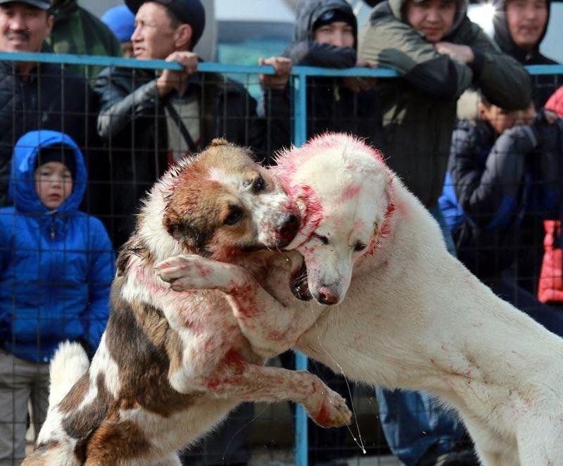 Бишкекийн нохойн зодооны тэмцээн
