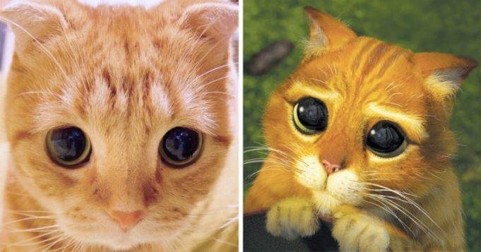 Шрекийн муур шиг нүдтэй муужгайнууд 