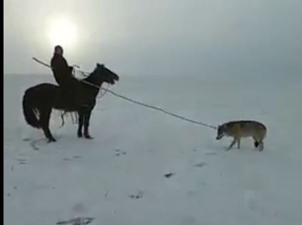 Монгол залуу чоно уургаар барив
