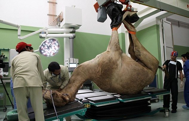  Дубай хотын тэмээний эмнэлэг