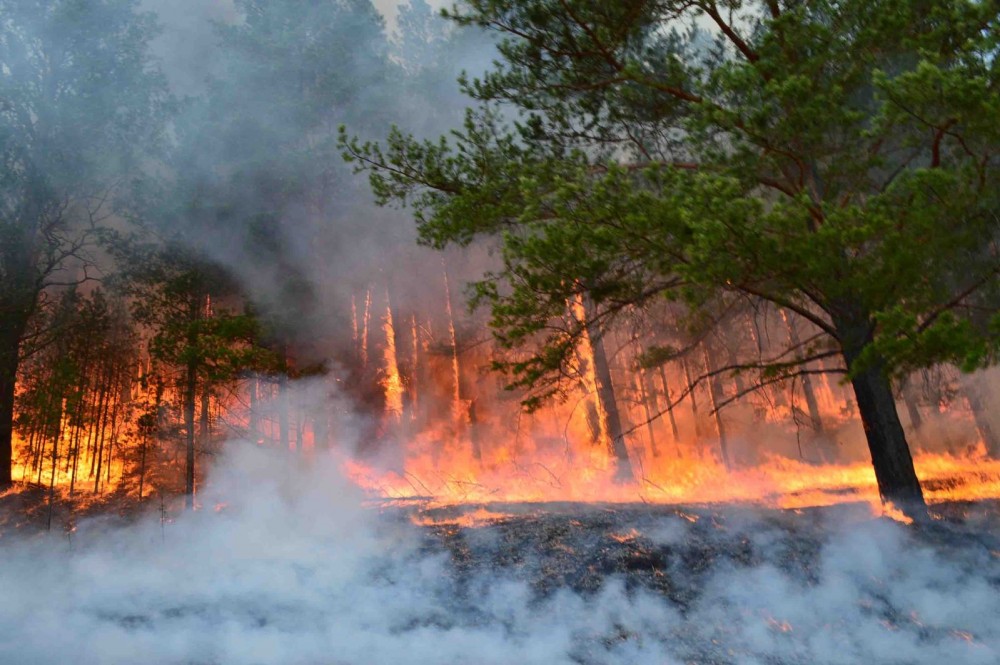 БНХАУ-ын иргэний буруугаас ой хээрийн түймэр гарсан ч шүүхээс тэнсэн харгалзав