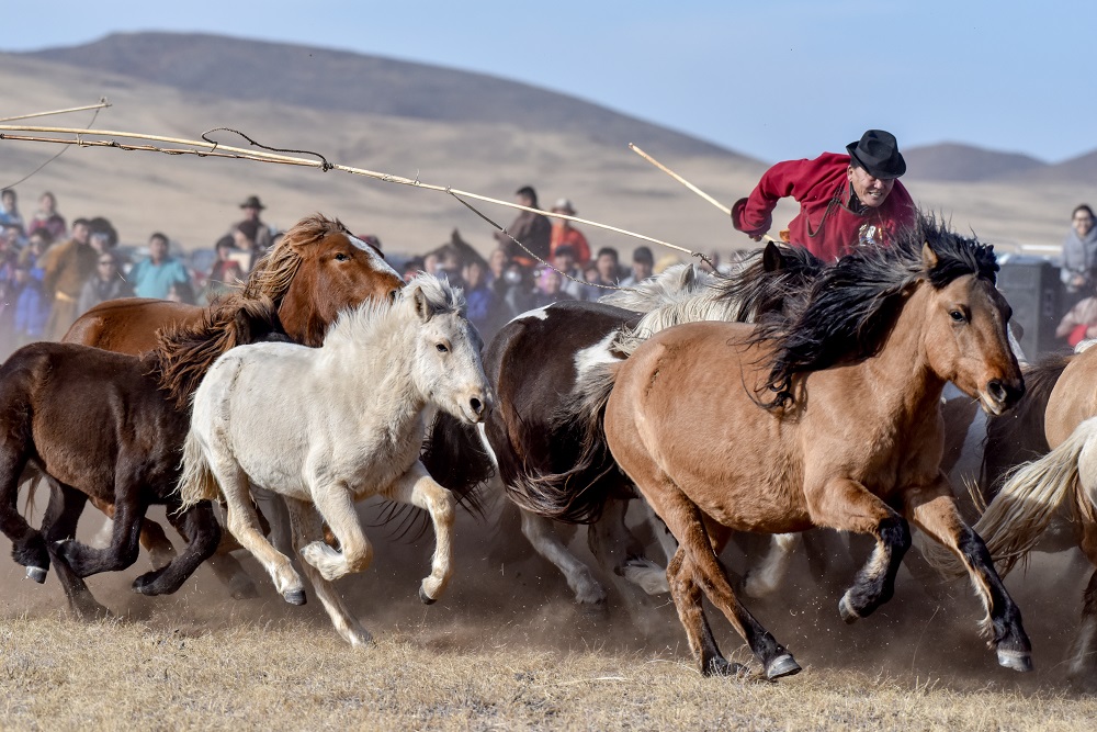 Монгол Улс адууны тоогоор дэлхийд дөрөвдүгээрт жагсдаг