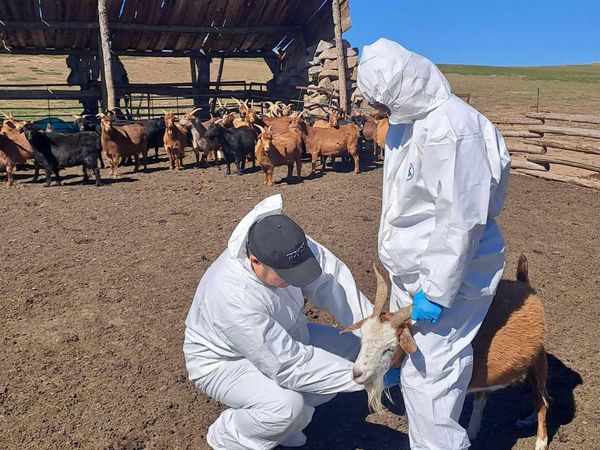 БОГ МАЛЫН МЯЛЗАН ӨВЧНИЙ ИДЭВХГҮЙ ТАНДАЛТ СУДАЛГААГ ХИЙЛЭЭ