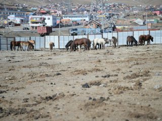 Нийслэлийн мал аж ахуй эрхлэхийг хориглосон бүсээс мал гаргах нэгдсэн арга хэмжээг зохион байгуулж байна