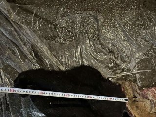 Ховор амьтны жагсаалтад орсон &ldquo;хүрэн баавгай&rdquo;-н бамбарууш болон халиун бугыг хууль бусаар агнажээ